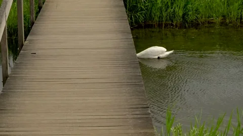 Swan under bridge Stock Footage 142213033
