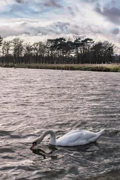 Swan under gathering clouds Stock Photos