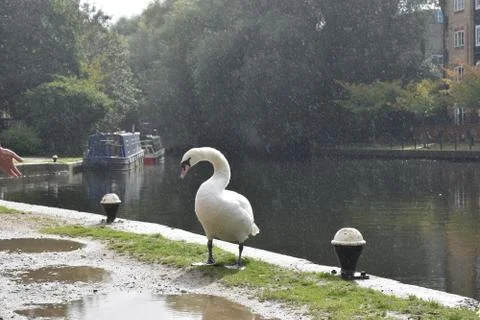 Swan under the rain Foto stock