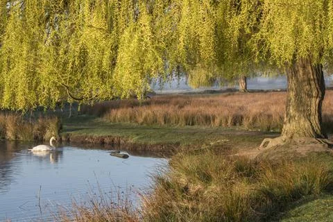 Swan under a willow tree Foto stock