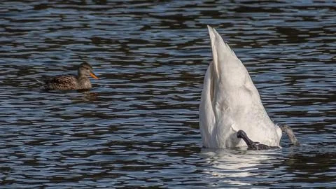Swan upside down diving Stock Photos