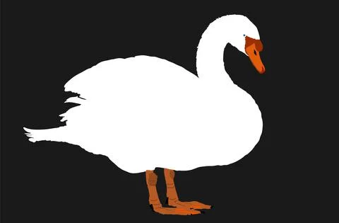 Swan vector illustration isolated on black background Stock Illustration
