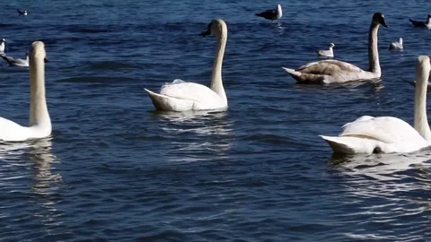 Swan Version 1 Stock Footage 85388404