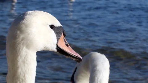 Swan Version 10 Stock Footage 85426854