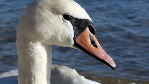 Swan Version 11 Stock Footage 85428743