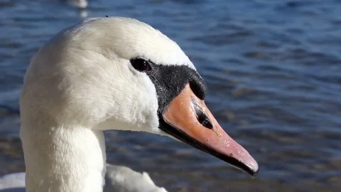 Swan Version 12 Stock Footage 85421739