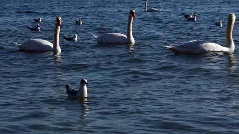 Swan Version 2 Stock Footage 85388573