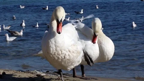 Swan Version 3 Stock Footage 85425241