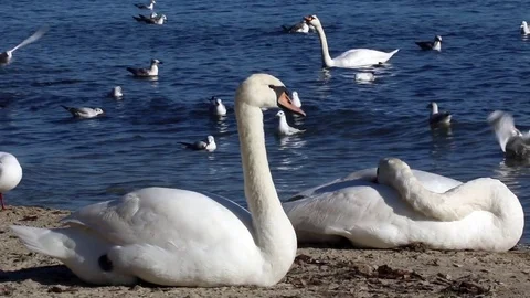 Swan Version 4 Stock Footage 85425966
