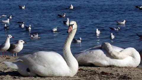 Swan Version 5 Stock Footage 85389078