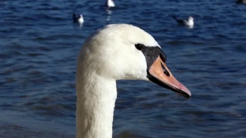 Swan Version 6 Stock Footage 85422348