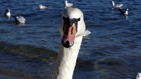 Swan Version 7 Stock Footage 85423294