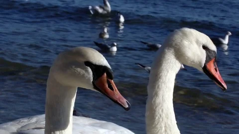 Swan Version 8 Stock Footage 85424340