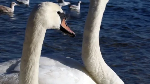 Swan Version 9 Stock Footage 85397081