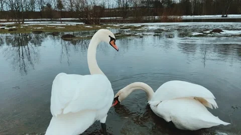 Swan wagging its tail Stock Footage 234318244
