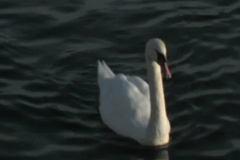 Swan wagging tail Stock Footage 8540423
