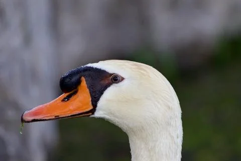 The swan is waiting for something Stock Photos