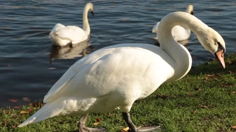 Swan walking Stock Footage 276968850