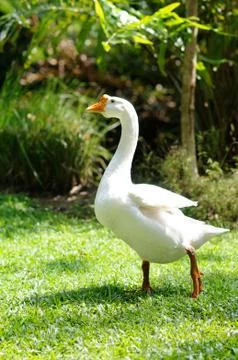 A Swan Walking on the Grass Stock Photos