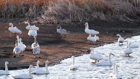 Swan walking on land Stock Footage 234282247