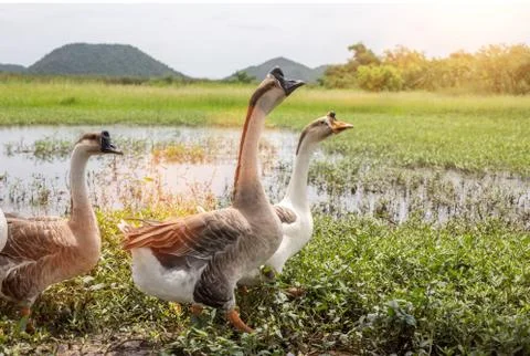 Swan walking on pound Stock Photos