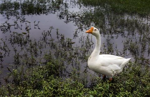Swan walking on pound Stock Photos