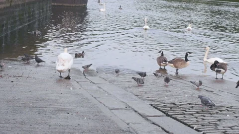 Swan walking to water Stock Footage 157175270