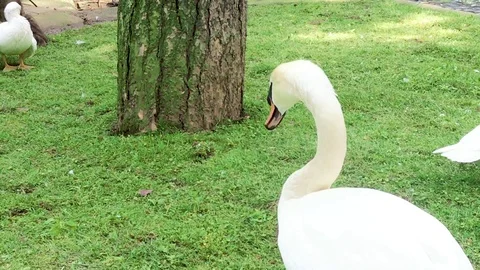 Swan is walking in the zoo Stock Footage 112923809