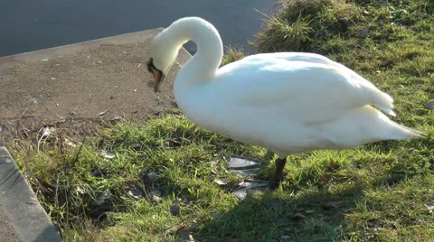 Swan walks down grass by steps, gets into the water as another preens itself. Stock Footage 1064575