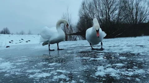 Swan walks Stock Footage 234300915