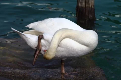 Swan that washes Stock Photos
