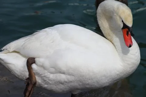 Swan that washes Foto stock