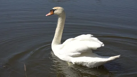 Swan on water 1 Stock Footage 152577595
