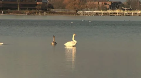 Swan on Water 2 Stockbeeldmateriaal 20495958