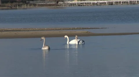 Swan on Water 3 Vidéo 20495969