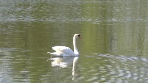 Swan in water 4 Stock Footage 152577504