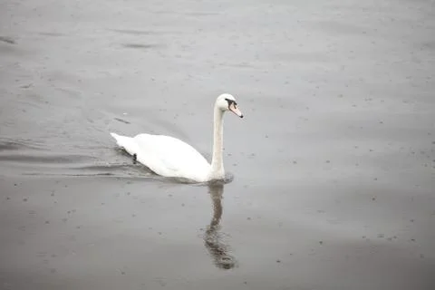 Swan on the water and rain Stock Photos
