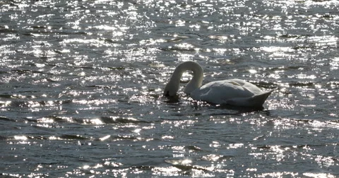 A swan on the water eats grass Stock Footage 141852991
