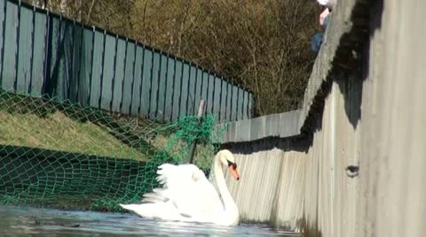 Swan-in-the water Stock Footage 11298361