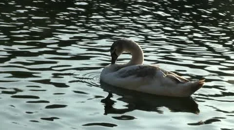 Swan in water 動画素材 12420440
