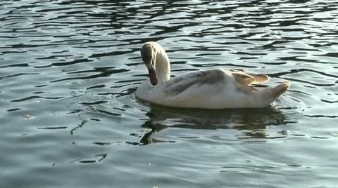 Swan in water 스톡 동영상 12666667
