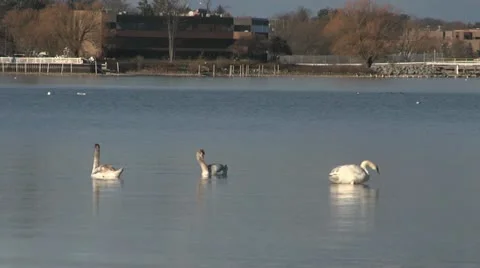 Swan on Water Stockbeeldmateriaal 20495956