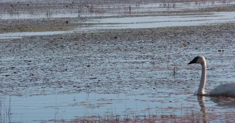 Swan on the water Stock Footage 69039076