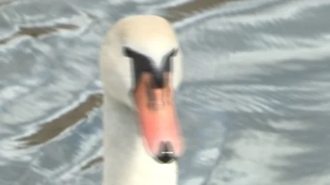 Swan in water Stock Footage 85626956