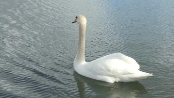 Swan in water Stock Footage 85627081