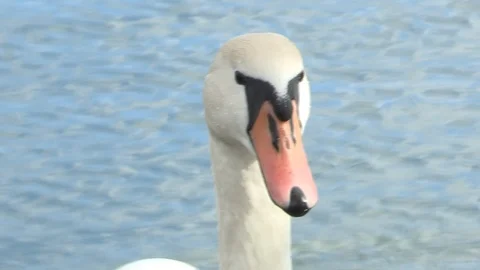 Swan in water Stock Footage 85627107