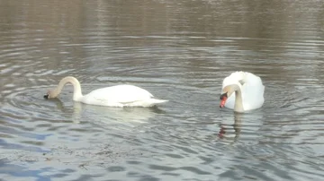 Swan in water Stock Footage 85628285