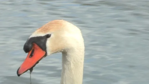 Swan in water Stock Footage 85628560