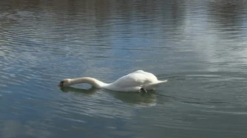 Swan in water Stock Footage 85628688