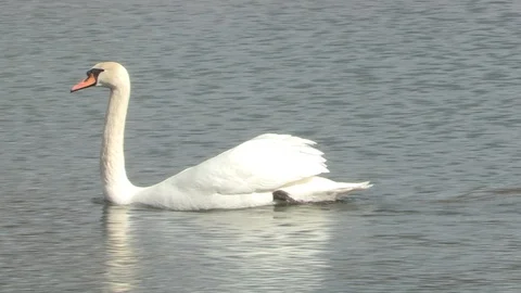 Swan in water Stock Footage 85628762